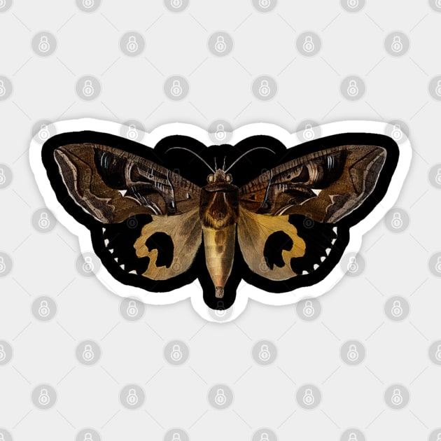 Aganais vitripennis Butterfly Birthday Gift Sticker by gdimido